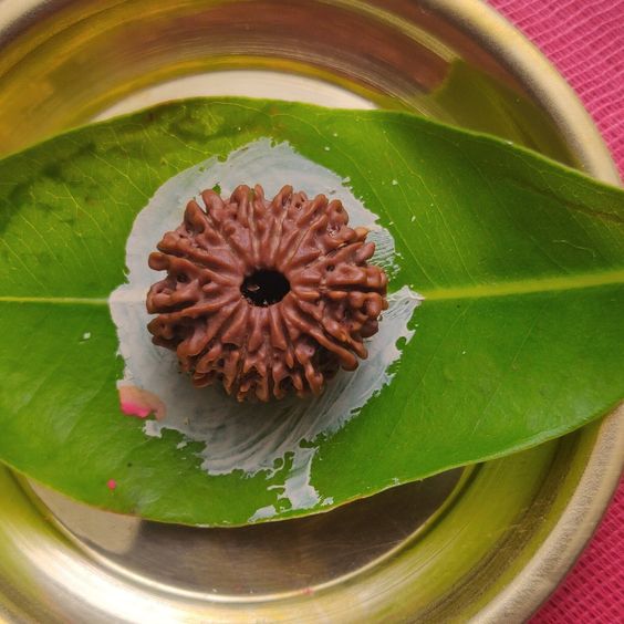 13 Mukhi Nepal Rudraksha