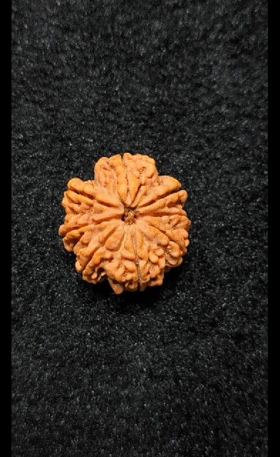 7 Mukhi Nepal Rudraksha