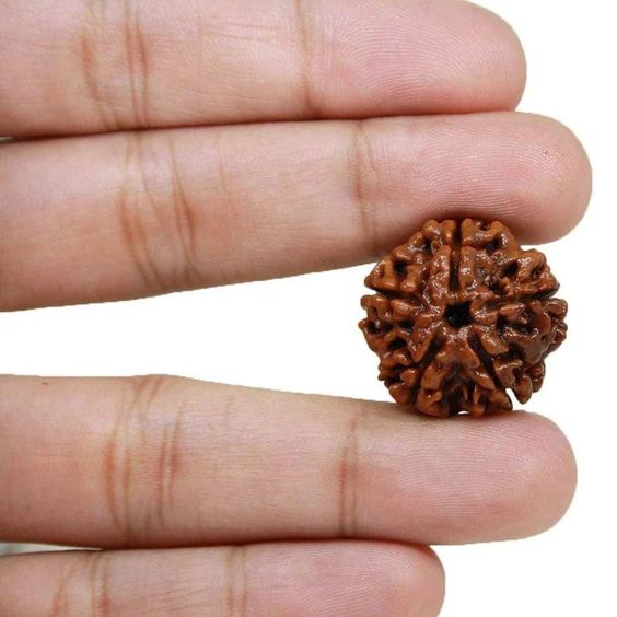 5 Mukhi Nepal Rudraksha