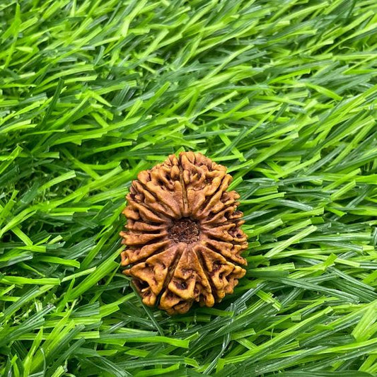 14 Mukhi Nepal Rudraksha