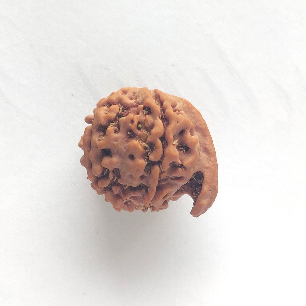 Ganesh 6 Mukhi Nepal Rudraksha