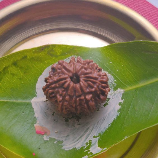 8 Mukhi Nepal Rudraksh