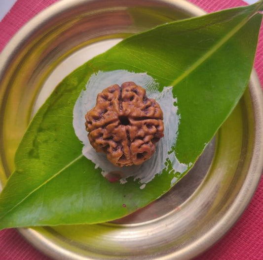 4 Mukhi Nepal Rudraksha