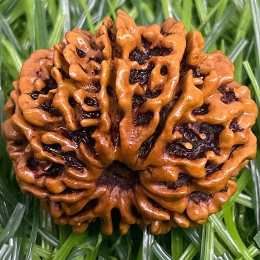 10 Mukhi Nepal Rudraksha