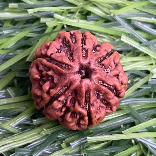 6 Mukhi Nepal Rudraksha