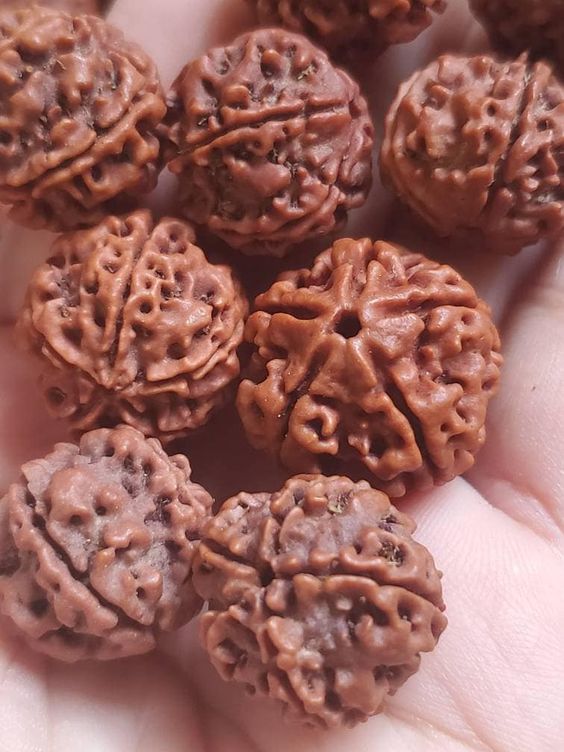 5 Mukhi Nepal Rudraksha