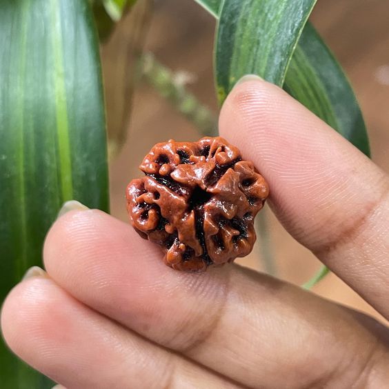 3 Mukhi Nepal Rudraksha