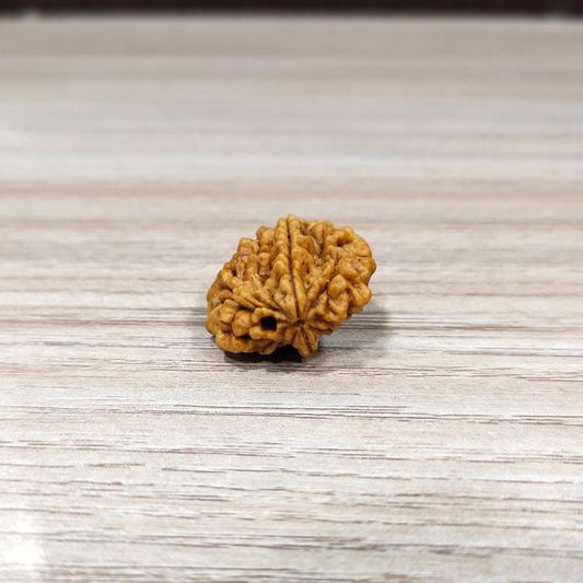 2 Mukhi Nepal Rudraksha