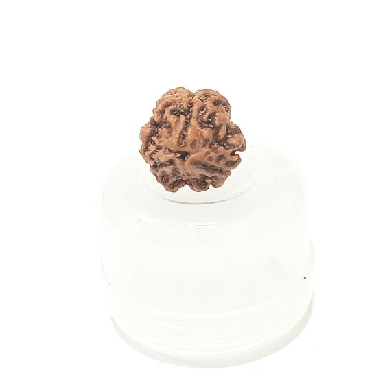 3 Mukhi Nepal Rudraksha