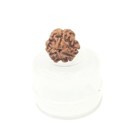 3 Mukhi Nepal Rudraksha