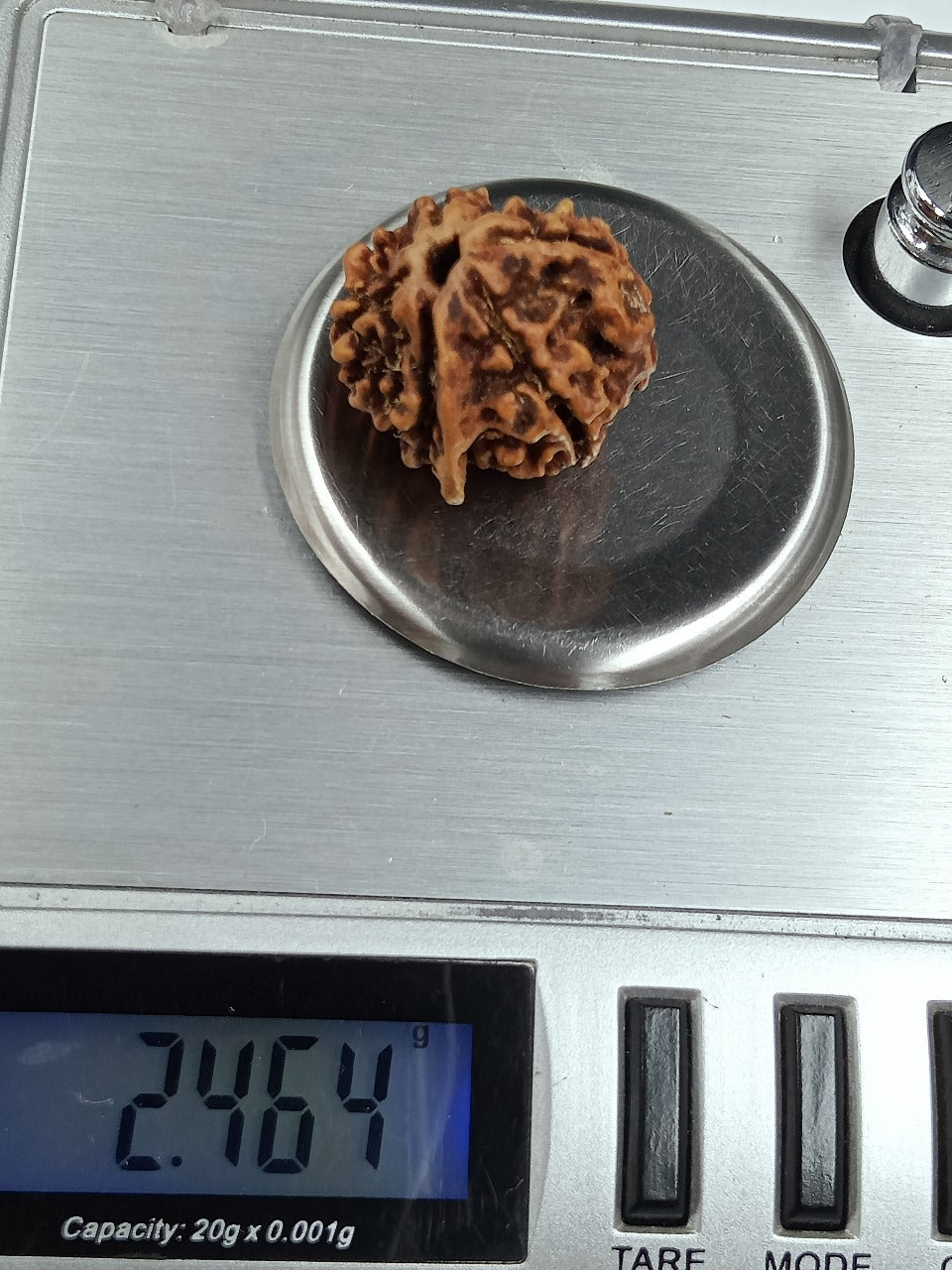 Ganesh 6 Mukhi Nepal Rudraksha