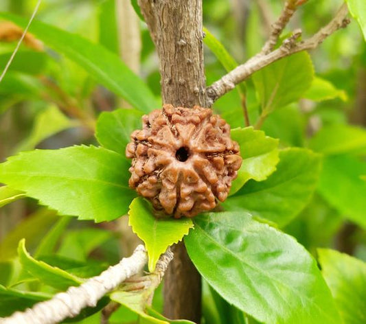 7 Mukhi Nepal Rudraksha