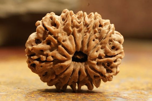 12 Mukhi Nepal Rudraksha