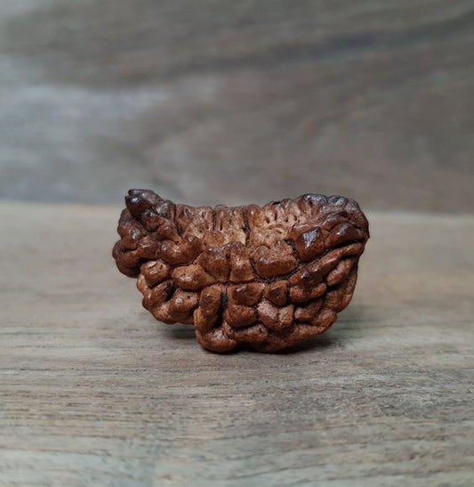 One Mukhi Nepal Rudrakasha