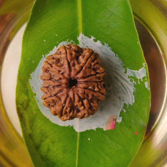 11 Mukhi Nepal Rudraksha