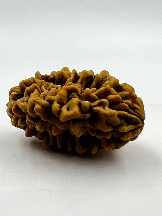 2 Mukhi Nepal Rudraksha